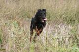 BEAUCERON 379